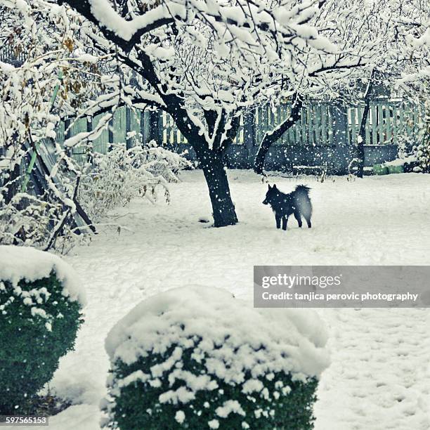 Boxwood Winter Wonderland