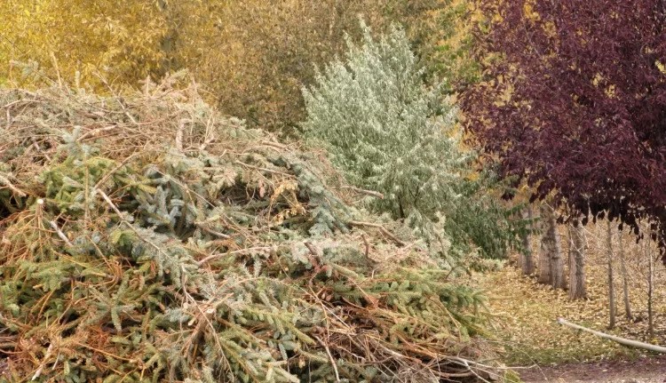 Christmas tree mulch