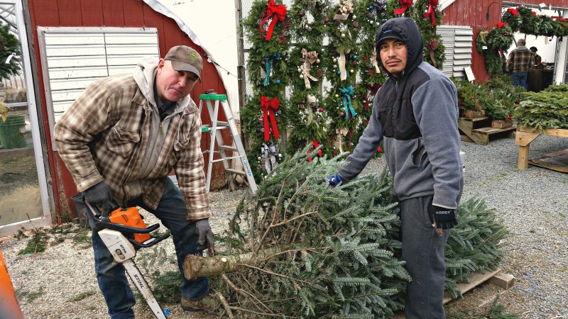 Christmas Tree Cutting