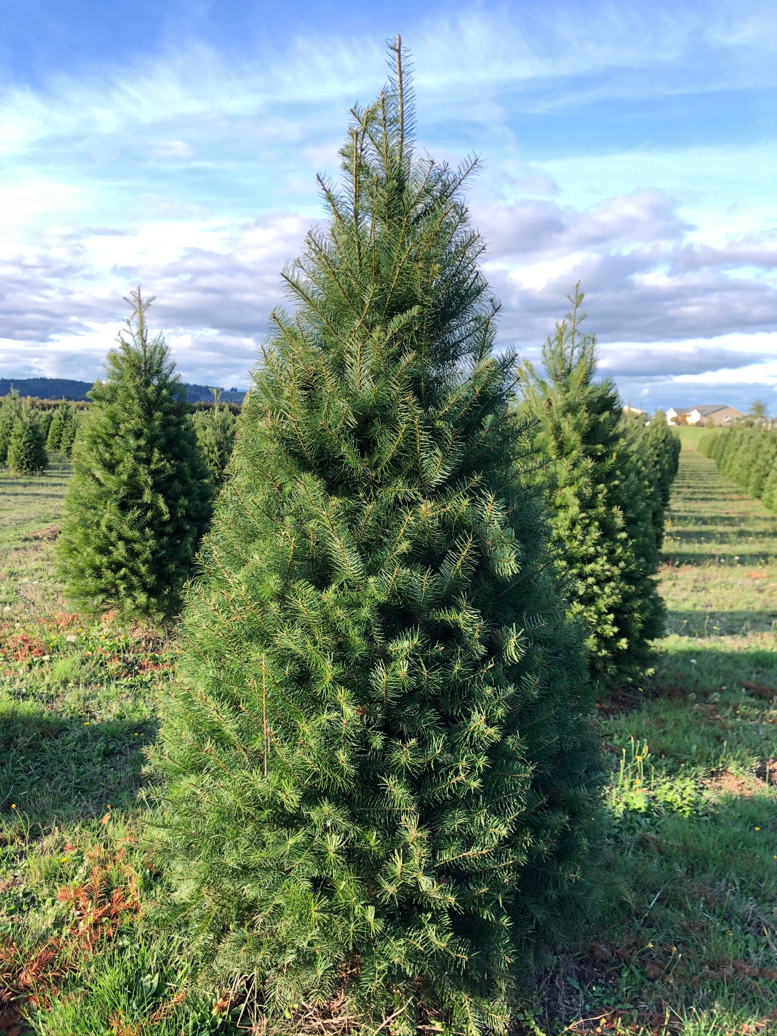 14234 Douglas Fir Christmas Trees