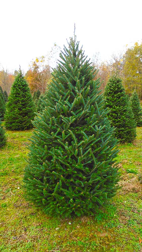 Canaan Fir Christmas Tree Pictures