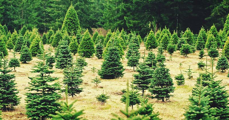 Christmas Tree Planting