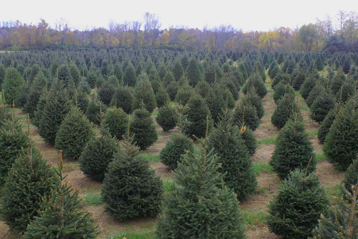 5 Best Ky Christmas Tree Farms