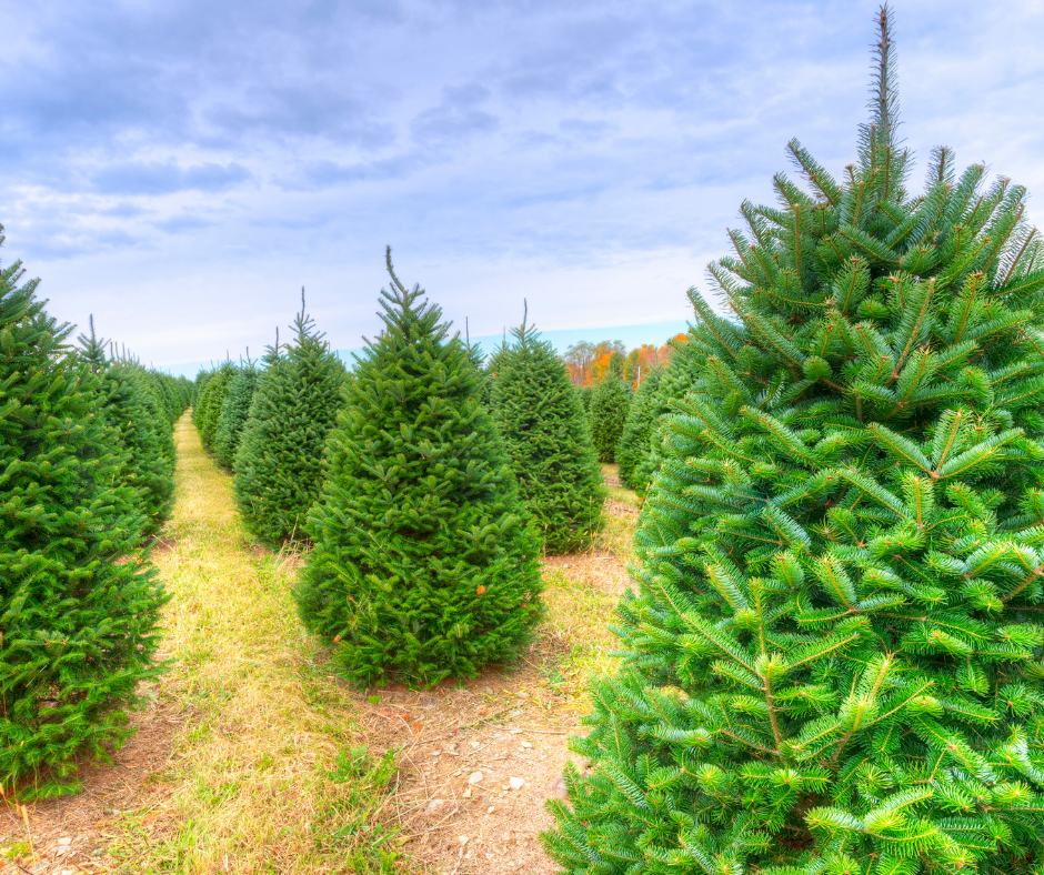 5 Christmas Tree Locations Near You