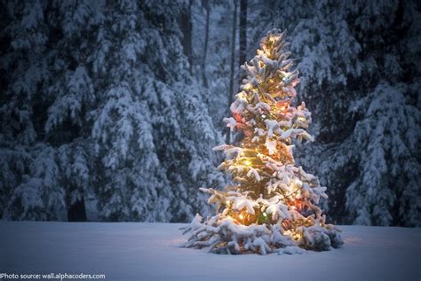 5 Facts About Balkan Spruce Christmas Trees