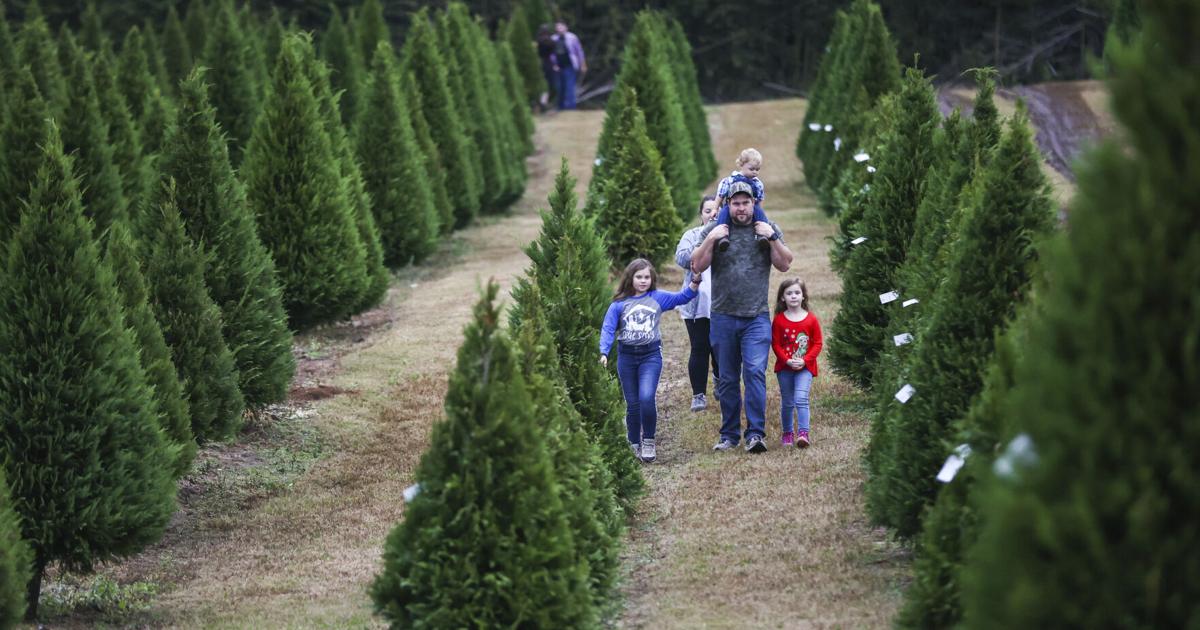 5 Ways To Celebrate Christmas At Steeles Tree Farm