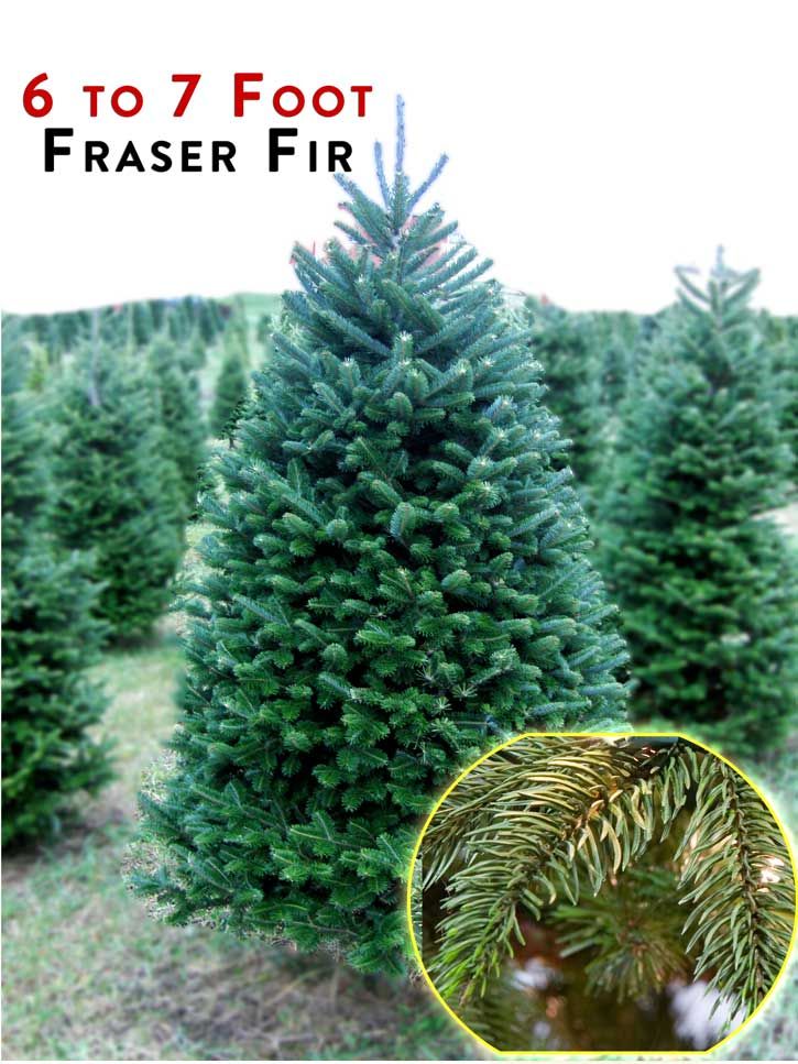 7-Foot Fraser Fir