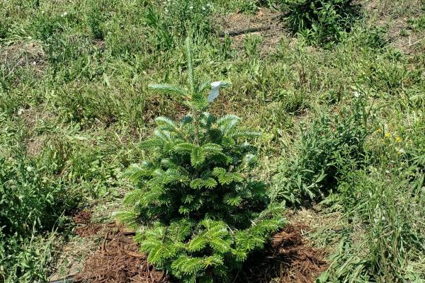 Christmas Tree Planting Tips