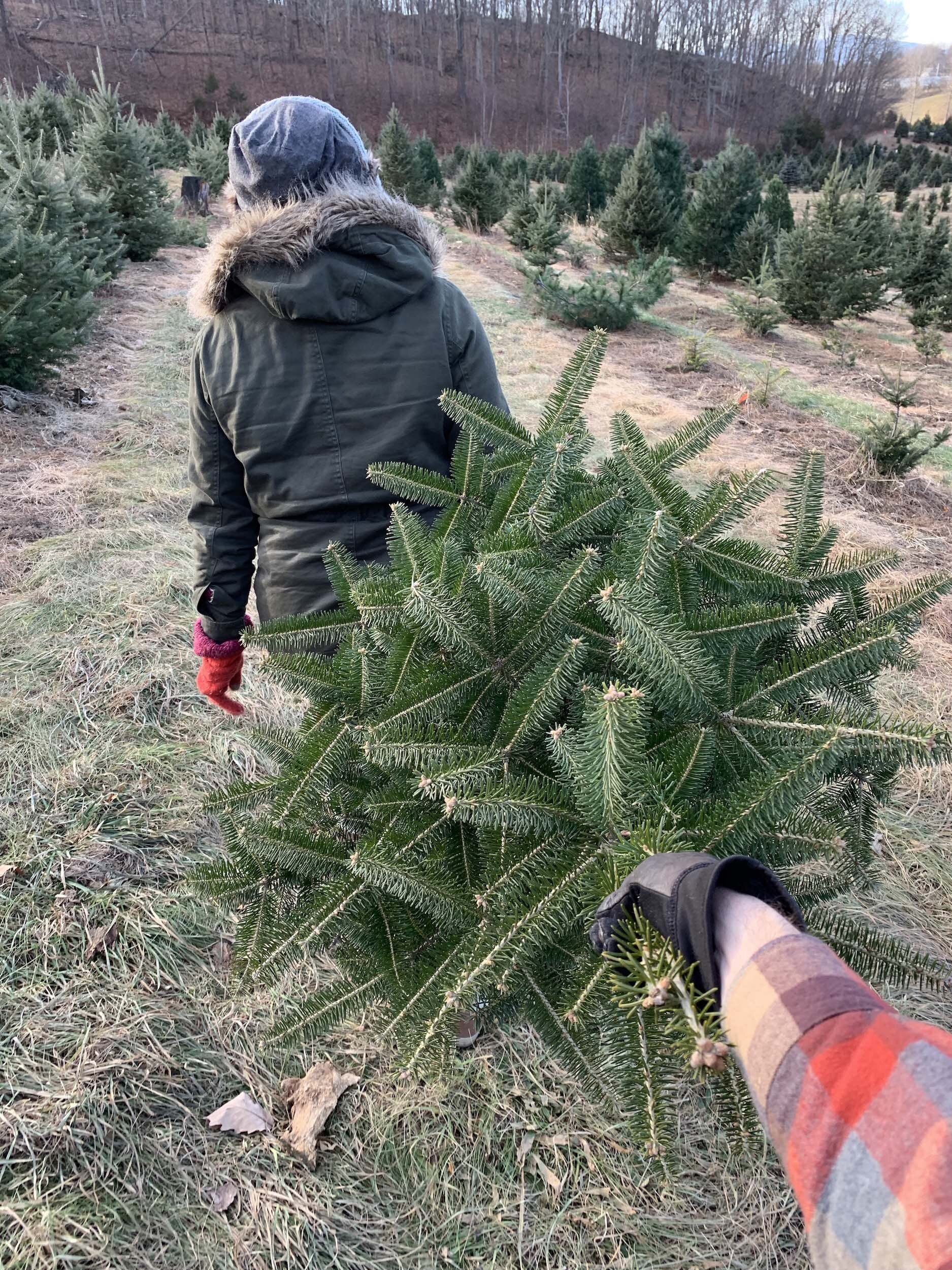 Blue Spruce Christmas Trees at Battenfeld's Christmas Tree Farm