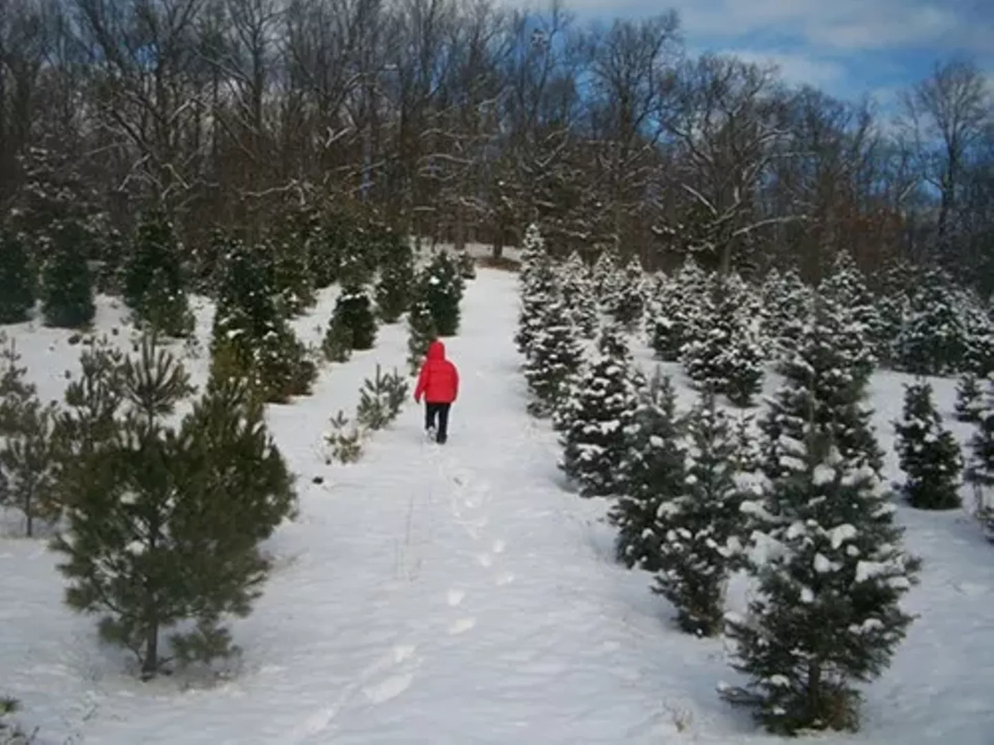 Contact Battenfeld's Christmas Tree Farm