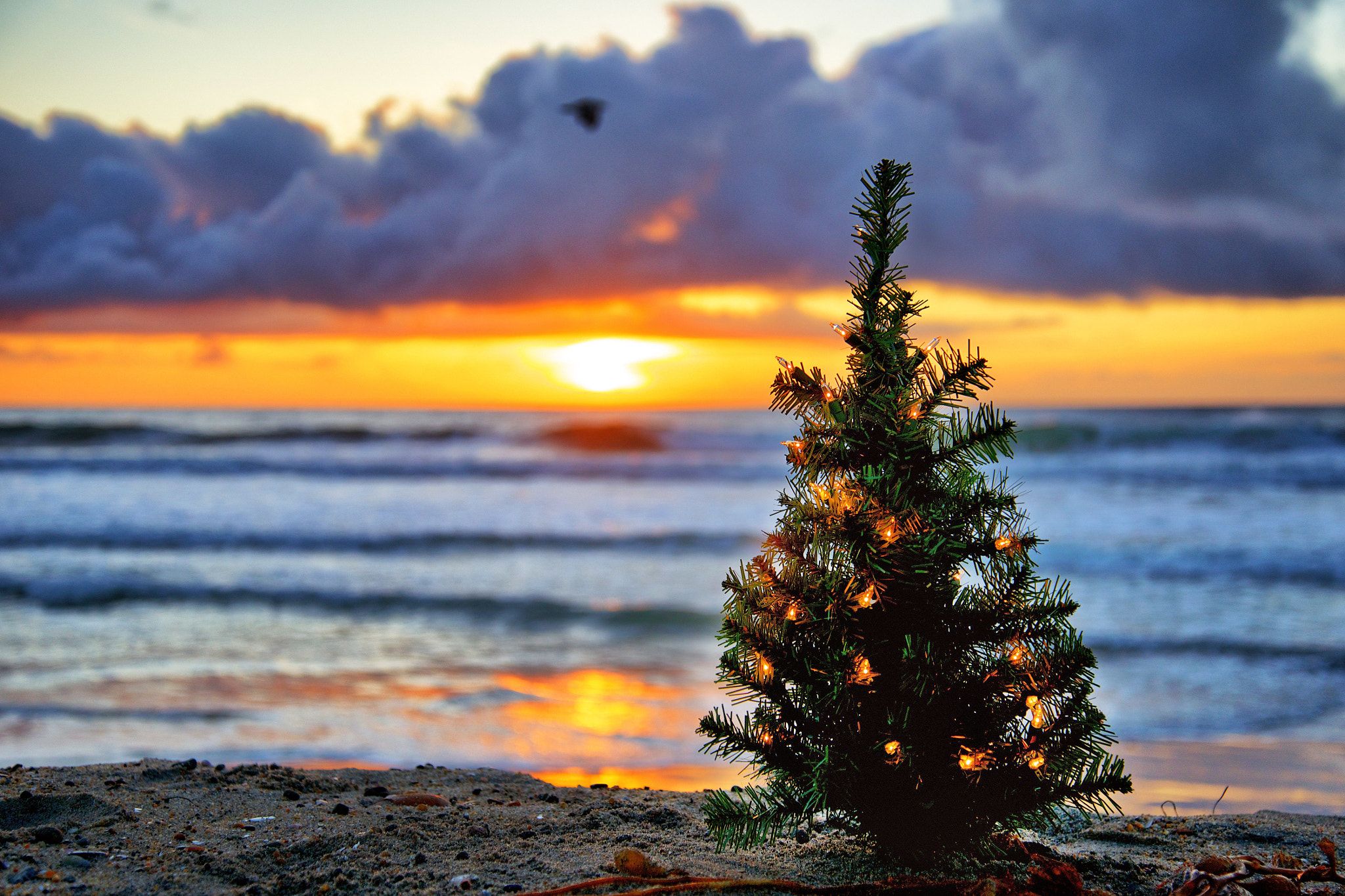 Beach Christmas Tree