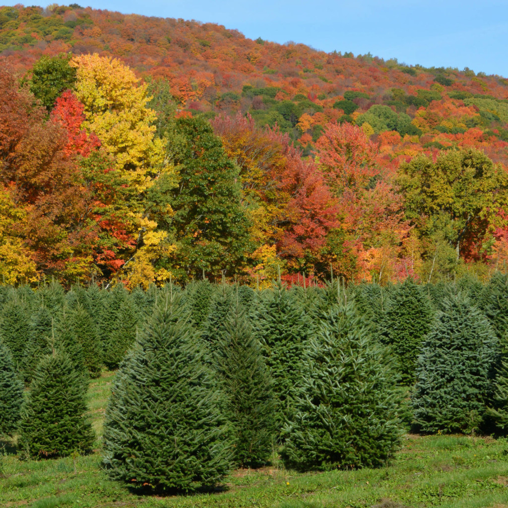 Bend Christmas Tree Farm: Fresh Cut Trees For The Holidays