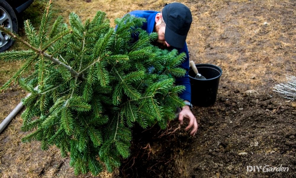 Best Time to Plant Christmas Trees