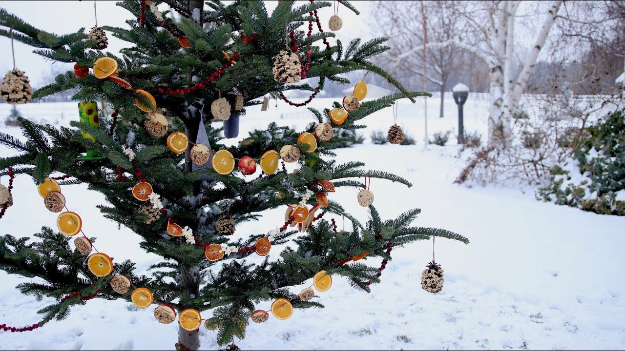 Bird Feeder Christmas Tree Ideas