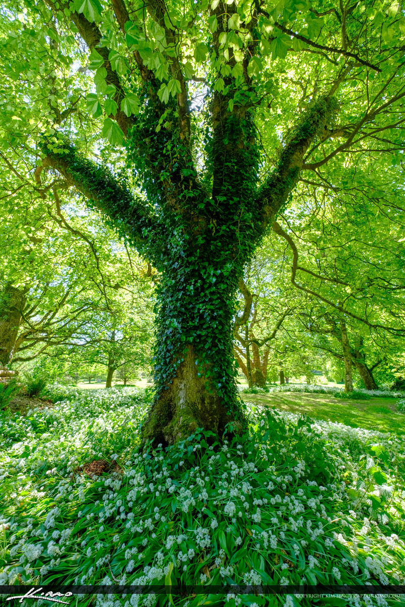 Blarney Tree