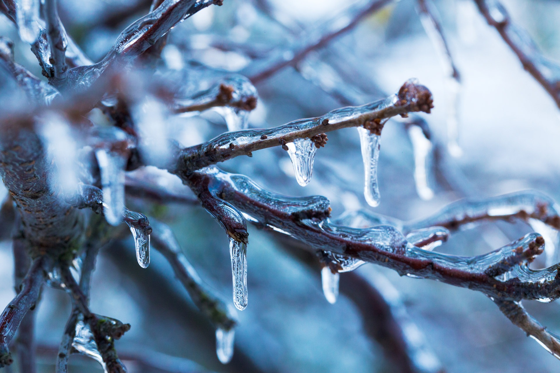 Blue and Silver Icy Branches