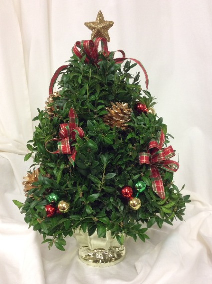 Boxwood Christmas Trees: A Classic Holiday Decoration Choice