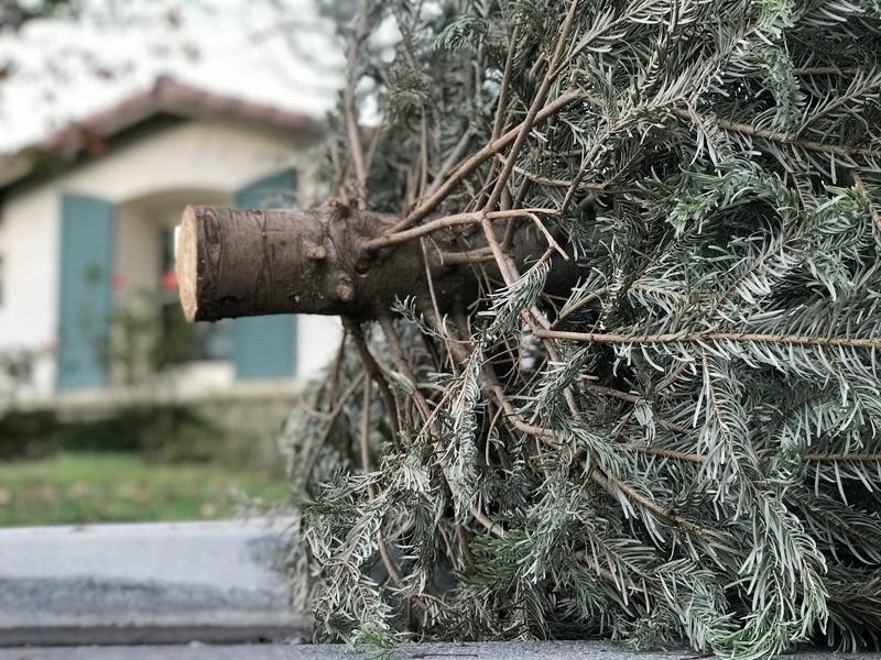 Burrtec Christmas Tree Pickup: 5 Essential Details