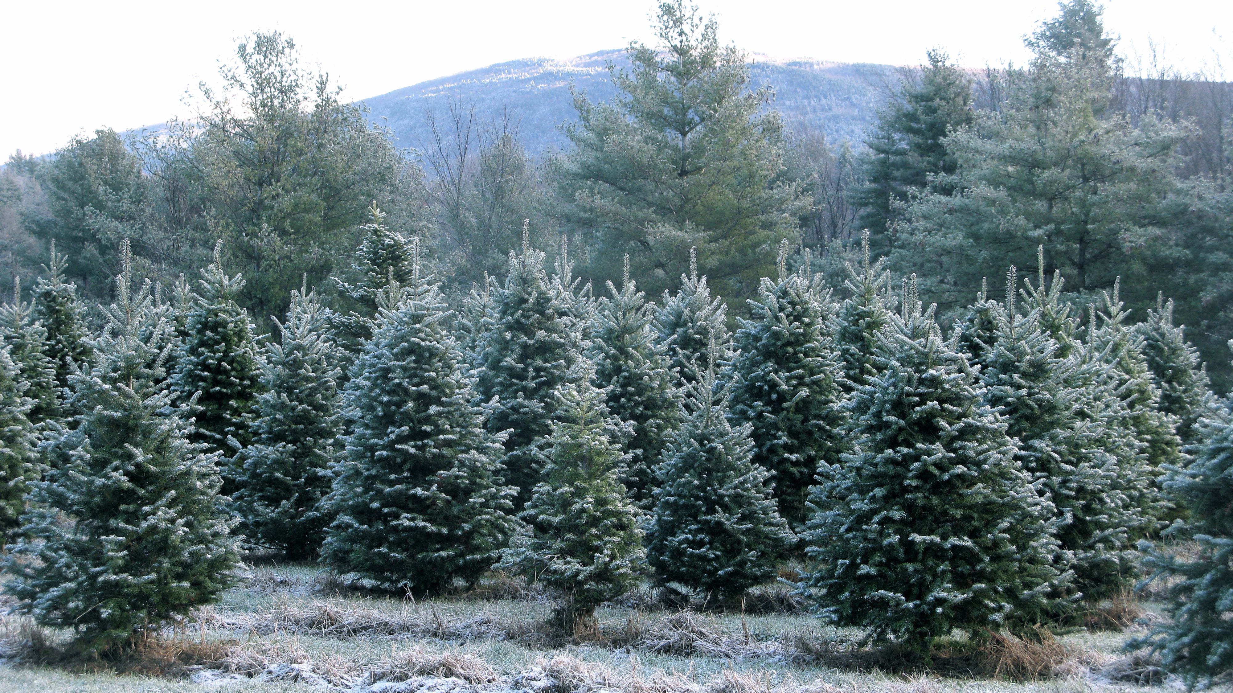 Canaan Fir Christmas Tree Farm