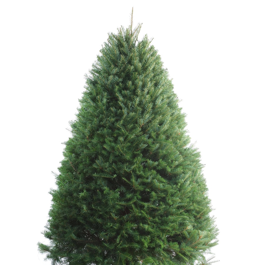 Caring for Douglas Fir Christmas Trees