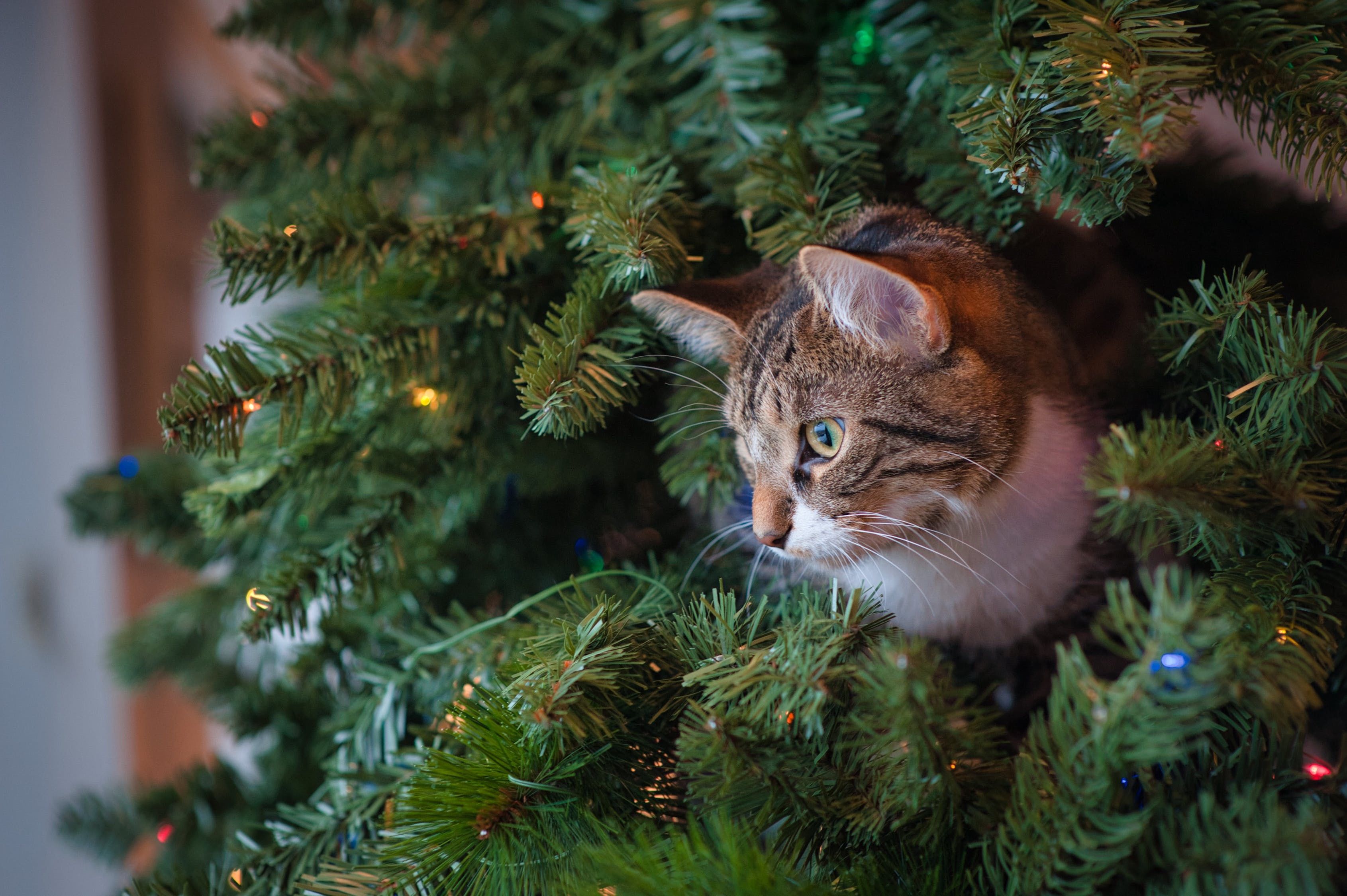 Cats and Christmas Trees