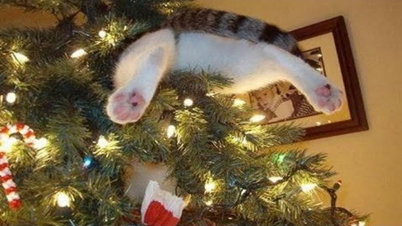 Cats Vs Christmas Trees: Feline Festive Frenzy