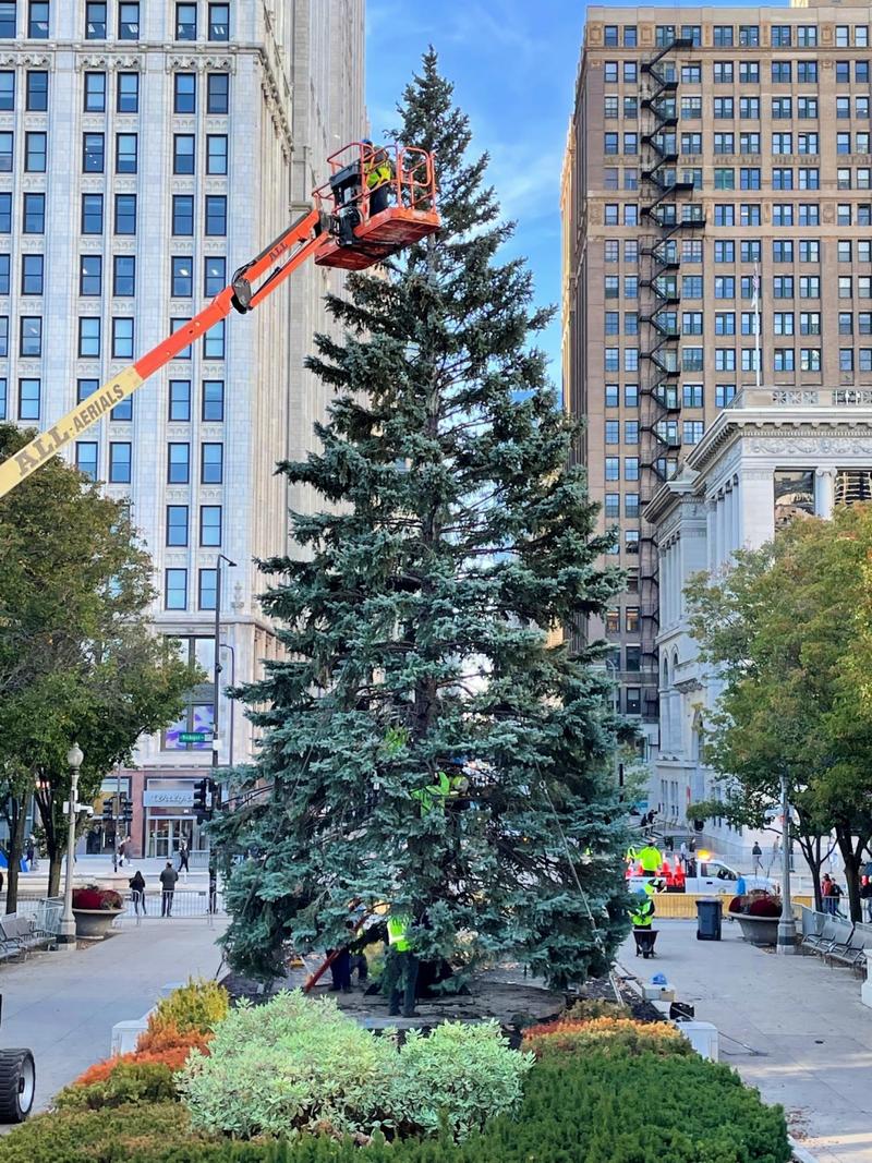 Chicago Christmas Tree Maintenance