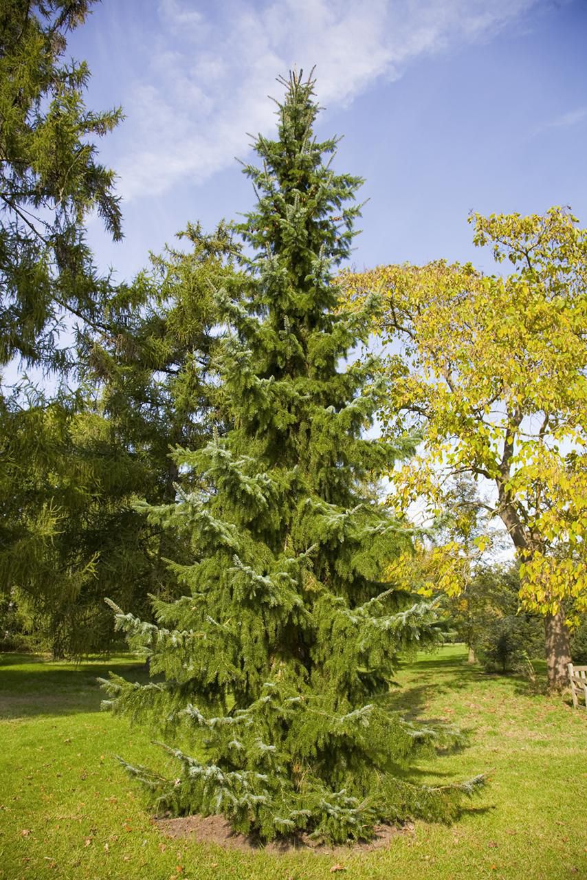 Choosing a Balkan Spruce