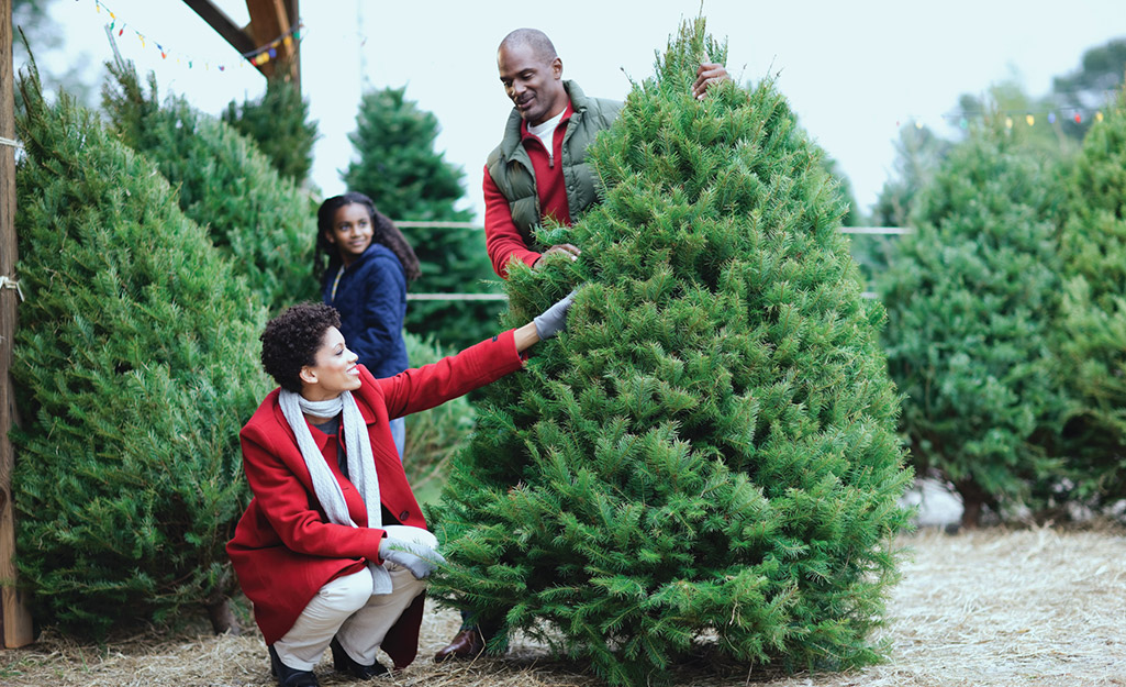 Choosing Douglas Fir Christmas Trees