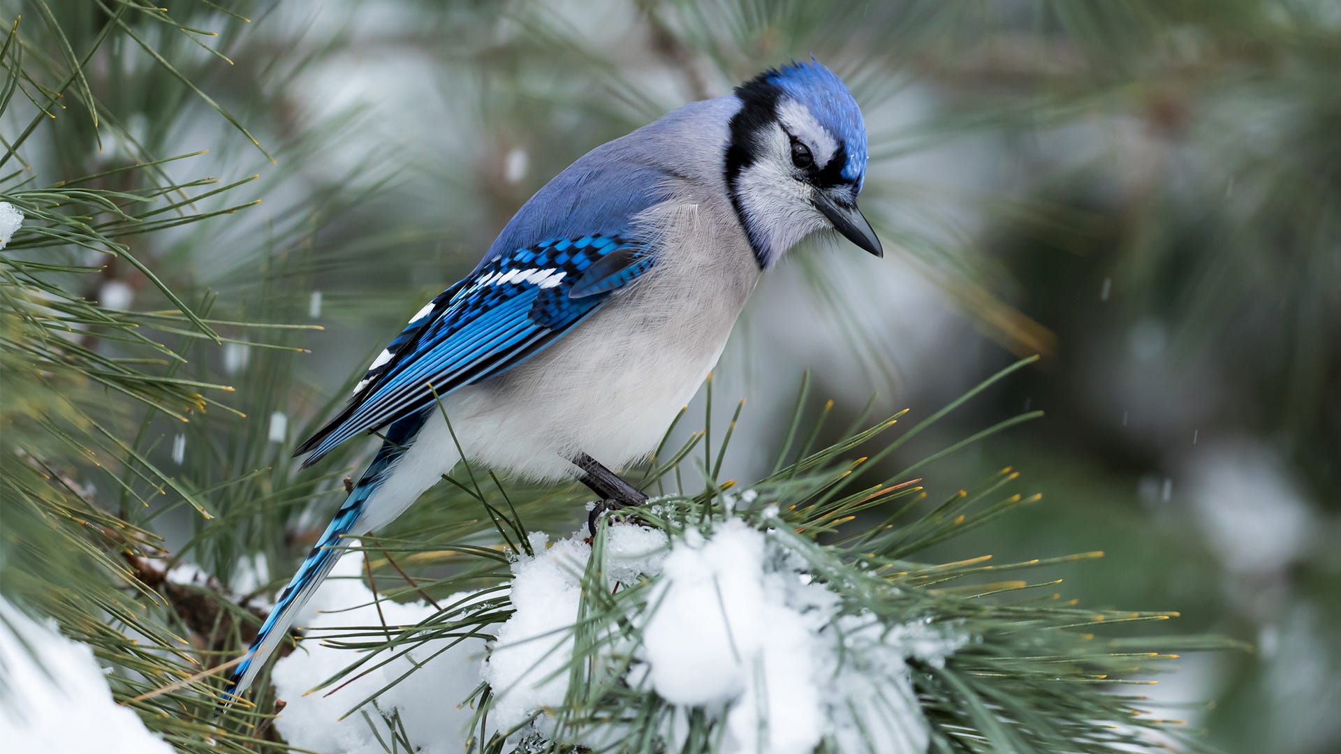 Christmas Bird Count