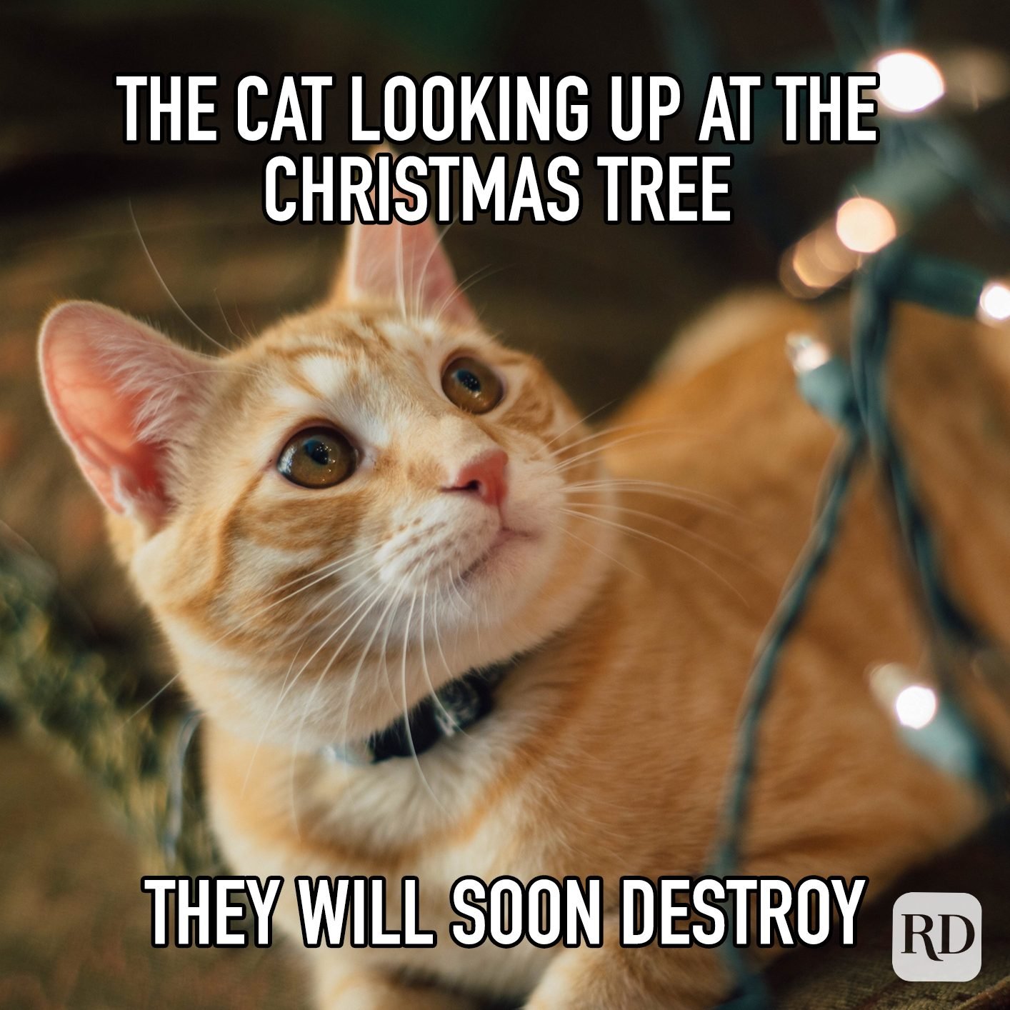 Christmas Memes 2024: Funny Holiday Laughs