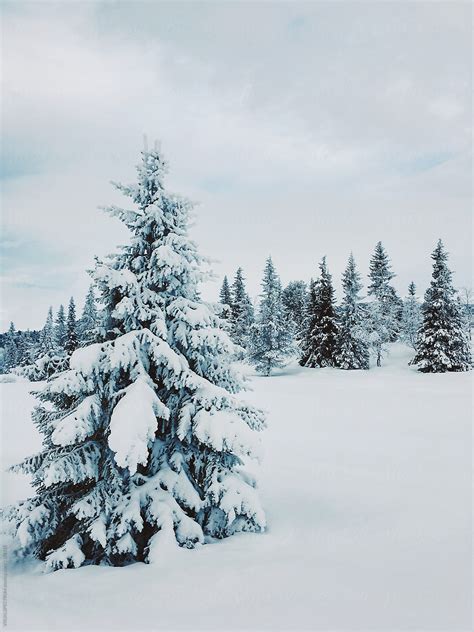 Snow-covered landscape at Christmas