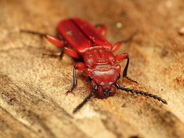 Christmas Tree Bark Beetles Gallery