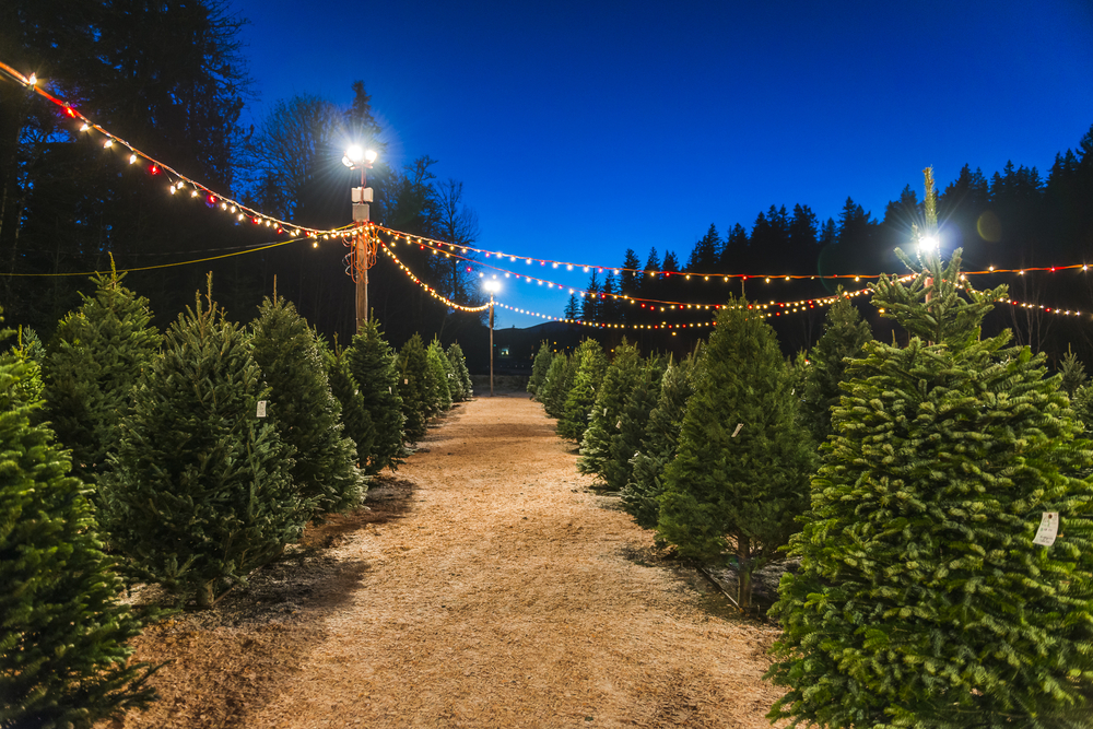 Christmas Tree Farm Atmosphere