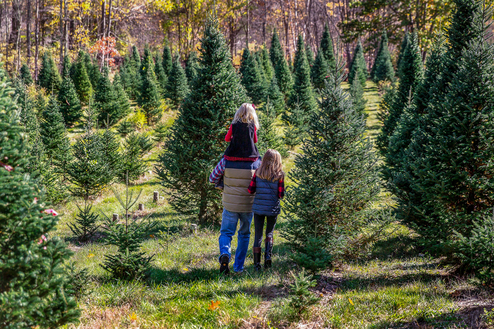 Christmas Tree Farm Gallery