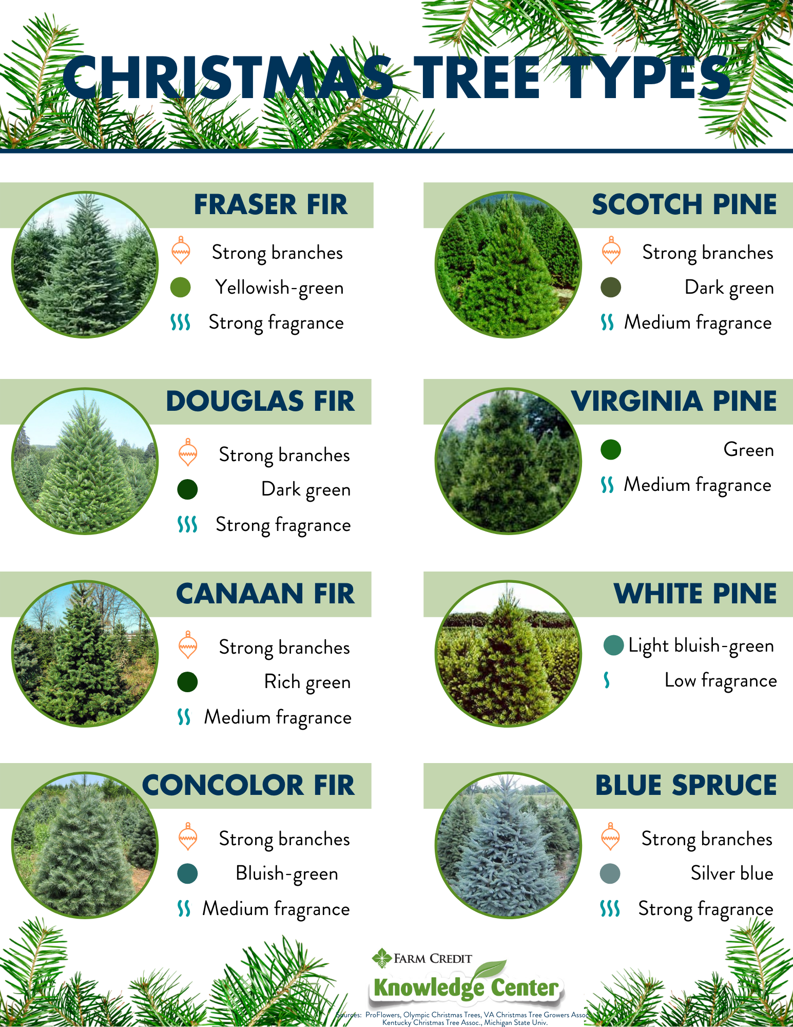 Christmas Tree Species