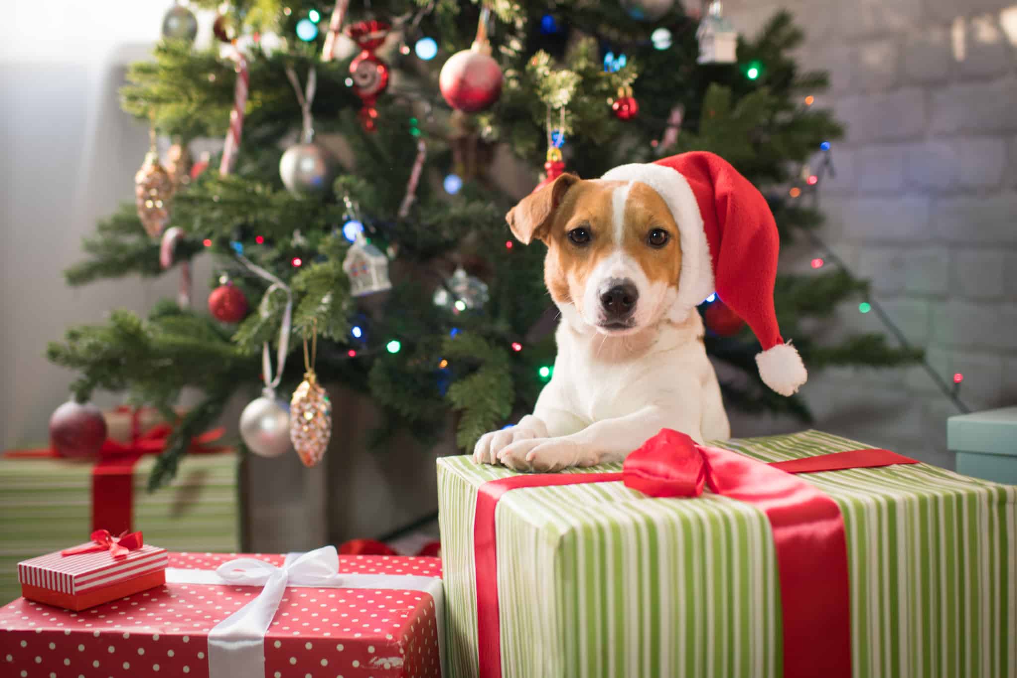 dog christmas activities