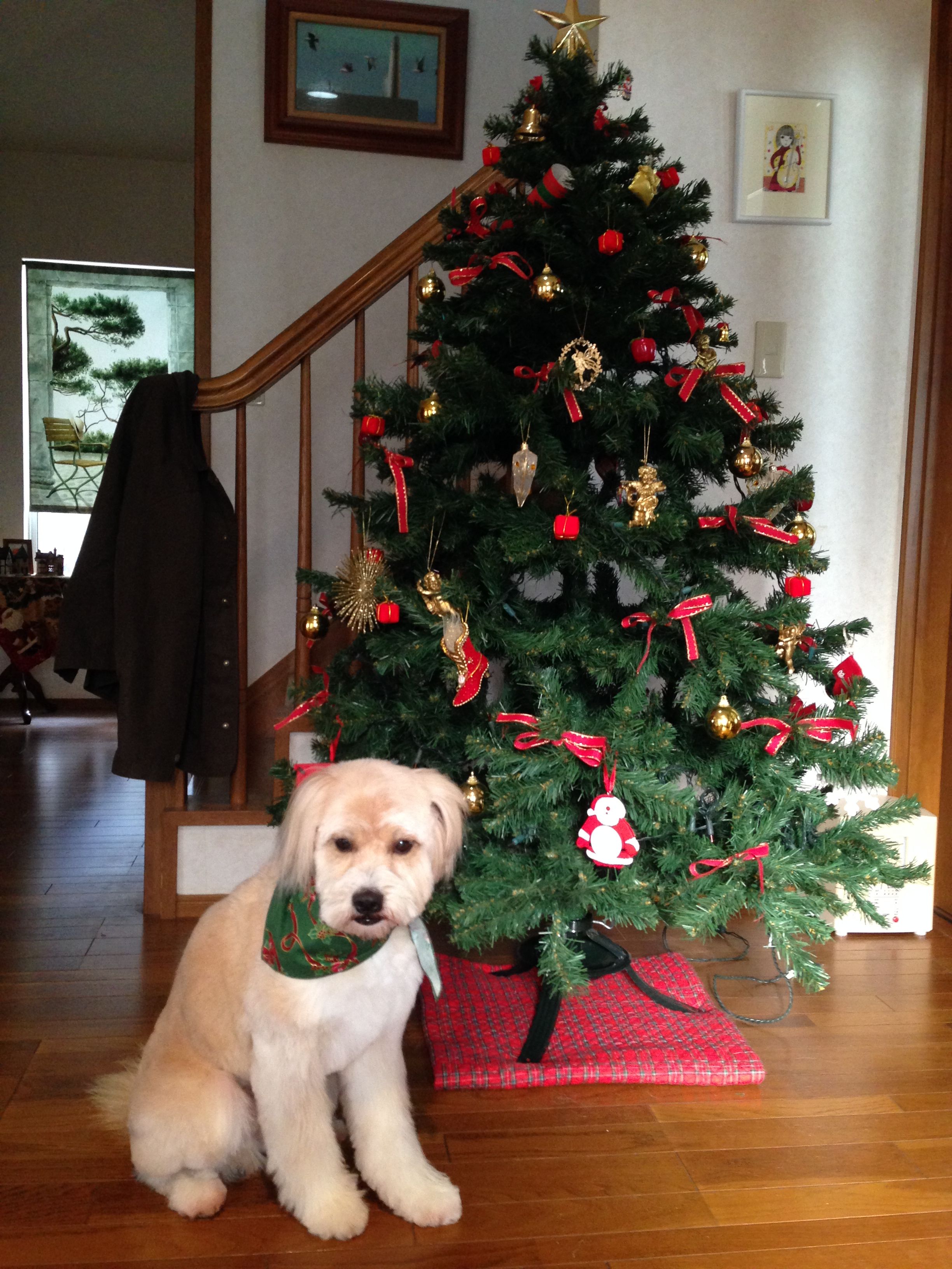 dog christmas tree