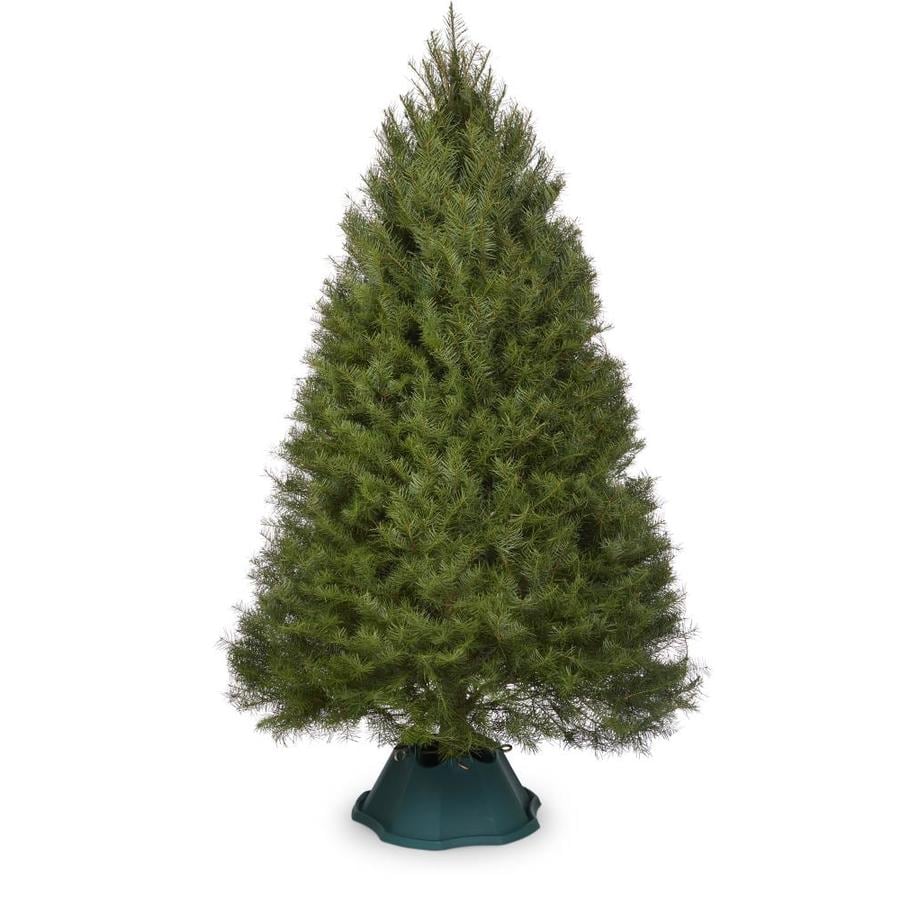 Douglas Fir Christmas Trees: A Classic Holiday Choice