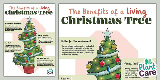 Environmental Benefits of Living Christmas Trees