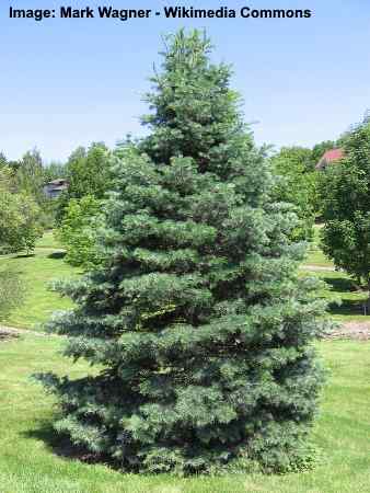 Evergreen Fir Tree