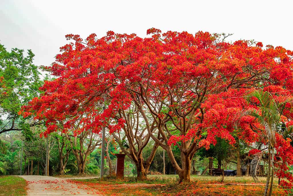 Glamorous Red Tree