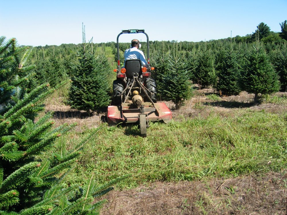 Harvesting Christmas Tree