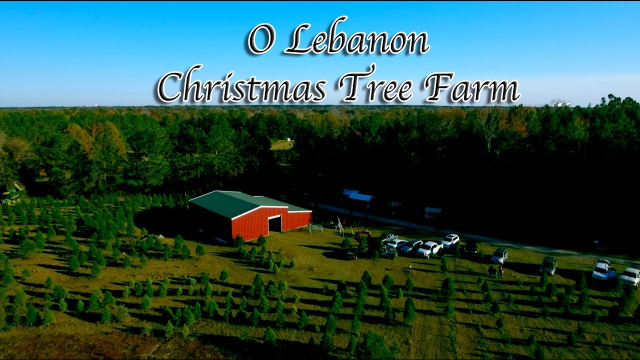 Lebanon Christmas Tree Farm