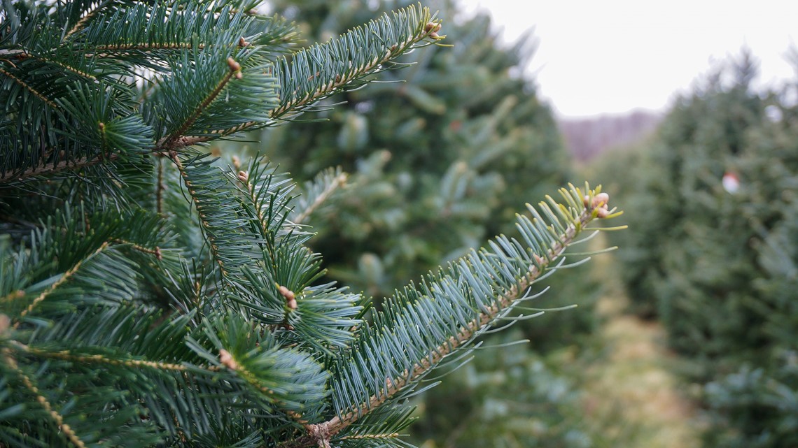 Local Christmas Tree Farm