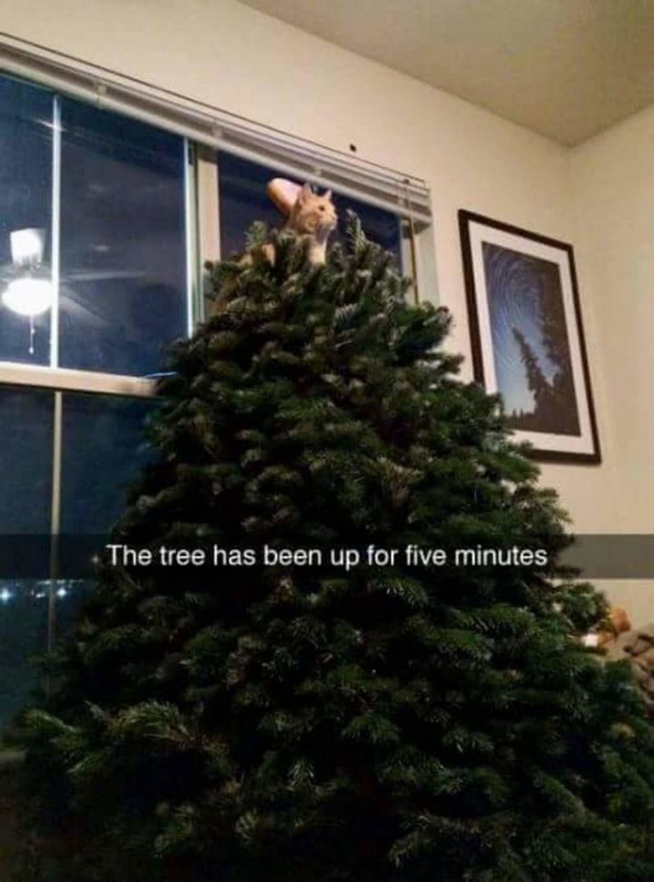 Meme Christmas Tree