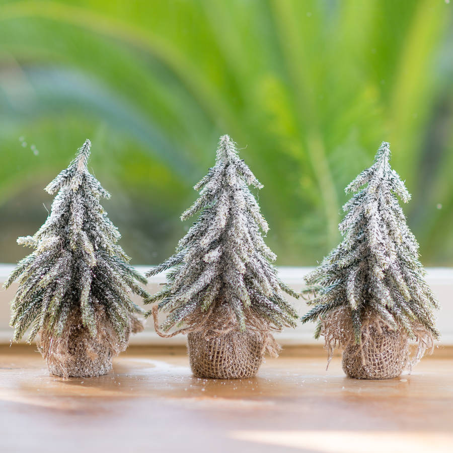 Miniature Fir Christmas Tree