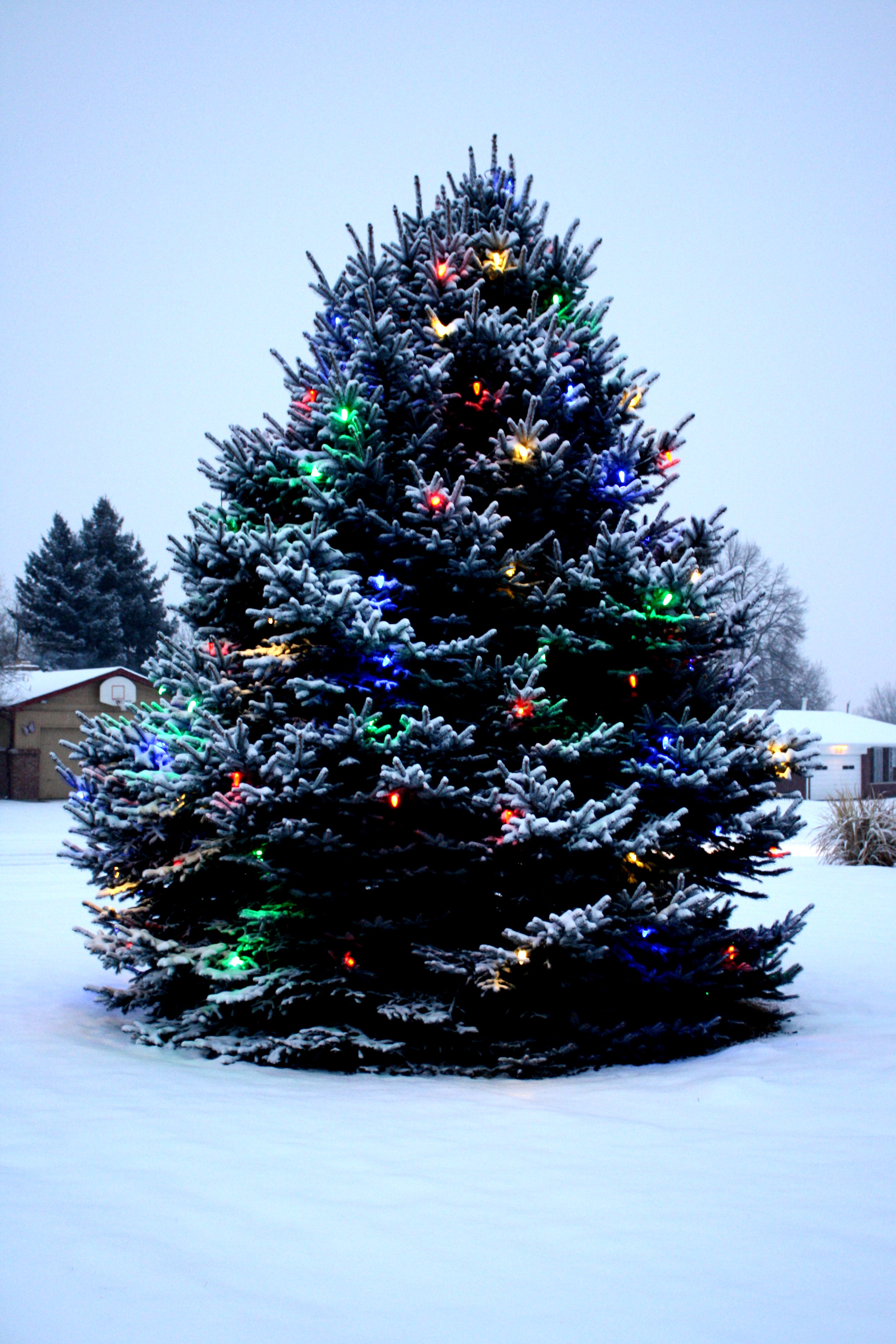 Outdoor Christmas Tree Lights Safety