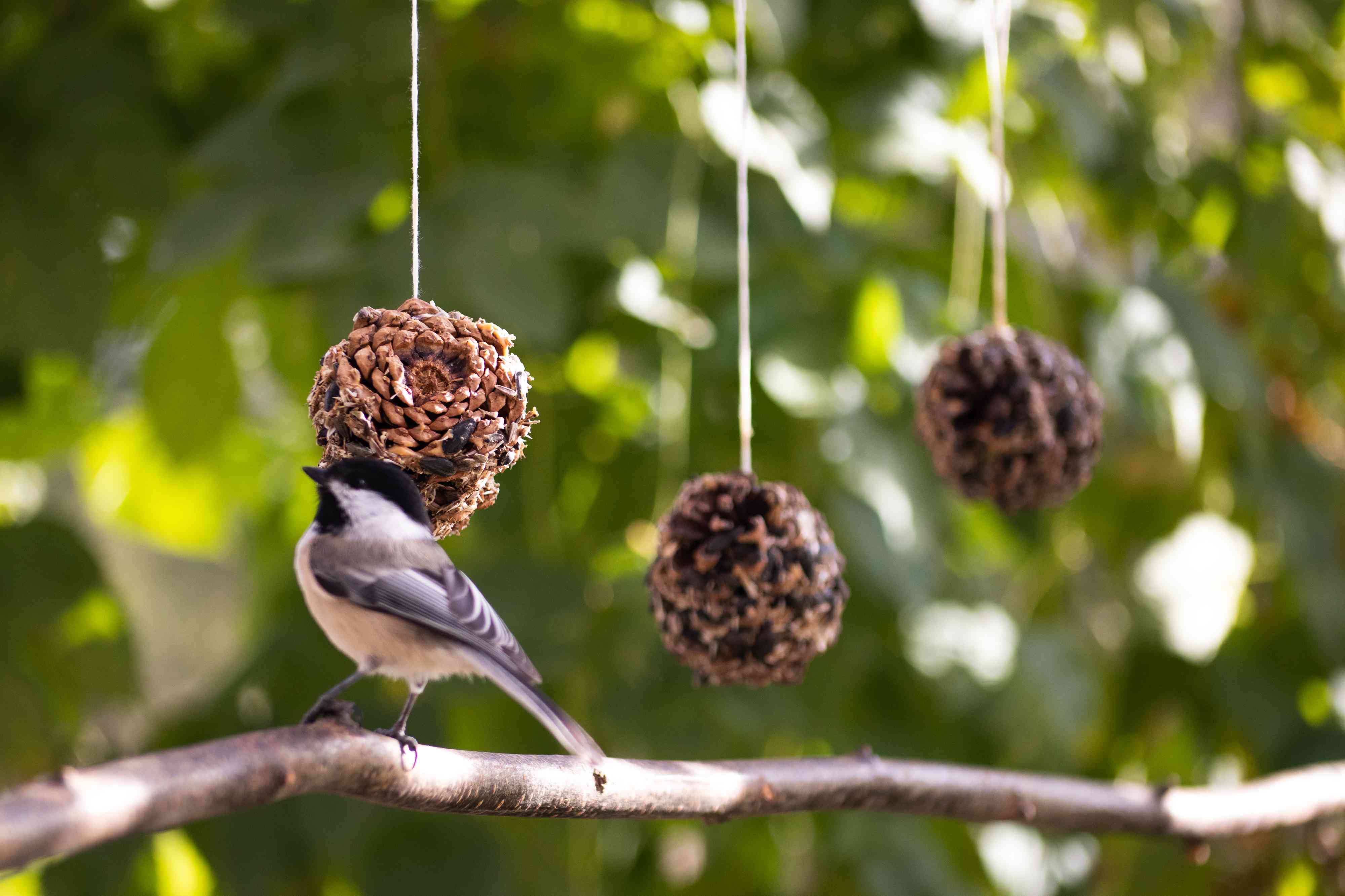 Pinecone Bird Feeder