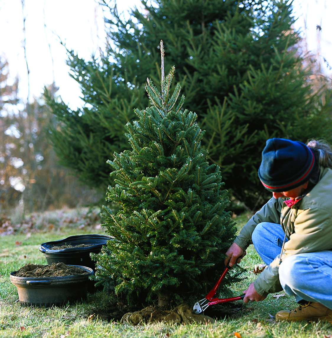 Planting Living Christmas Trees